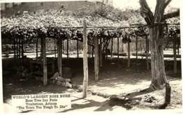 RPPC Postcard World&#39;s Larges Rose Bush Patio Tombstone Arizona 1949 - £10.04 GBP