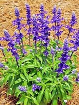 MX 100 Sage Seeds Mosquito Repellent Herb Spring Perennial Heirloom Bulk... - $199.16 MXN