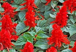 SEPT Salvia Seeds St Johns Fire Scarlet Red Color - $5.88