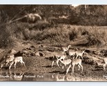 RPPC Impala Kruger National Park Sud Africa Unp Cartolina P6 - £4.01 GBP