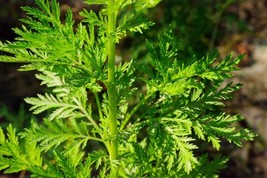 Sweet Wormwood, Sweet Annie, Artemisia annua 50 seeds (F 004) - £1.58 GBP