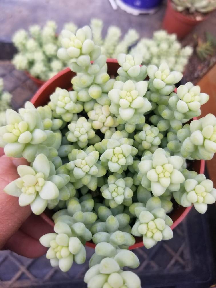 Sedum Morganianum Burro Tail (4&quot; pot) - $10.99