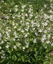 US Seller 1000 Seeds Penstemon Smooth White Foxglove Beardtongue Native - £7.98 GBP