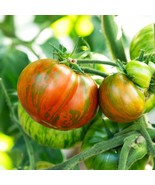 Chocolate Lightning Tomato Seeds (5) - Dwarf Variety, Heirloom Garden Se... - £5.58 GBP