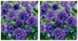 Double Purple Geranium 10 Seeds Flowers Perennial Flower Seed - £16.73 GBP