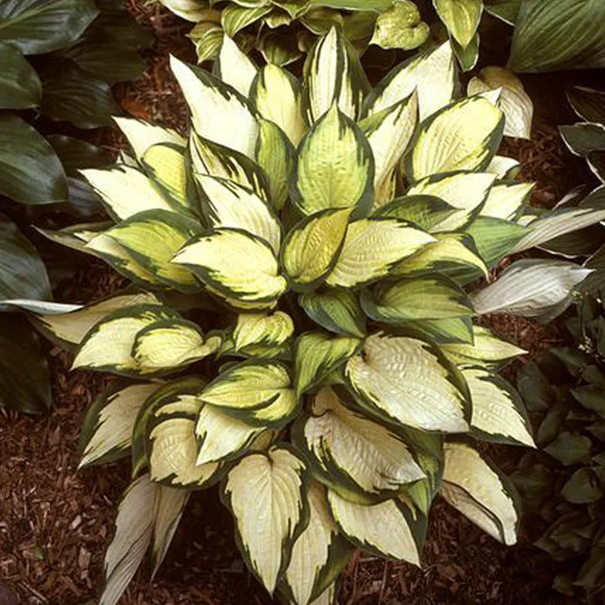 hosta fire and ice The Ultimate Guide to Growing Hosta from Seeds - £10.15 GBP