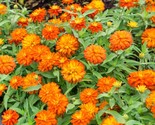 Zinnia Marylandica Zahara Double Orange Bright Seeds 100 Seeds Fresh See... - $19.98