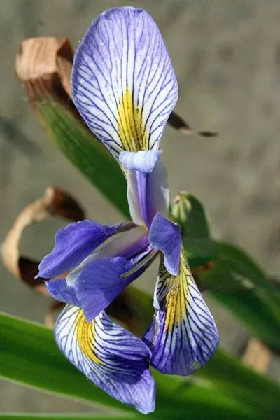 US Seller Iris Versicolor Northern Blue Flag Liver Lily Water Iris 10 Seeds - £21.56 GBP