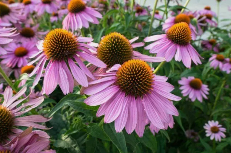 LD 200 Purple Coneflower Seeds  Sale  Non Gmo Heirloom Fast Shipping - $8.22