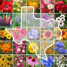 FA Store 1000 Seeds Wildflower Texas State Flower Mix Perennials &amp; Annua... - £7.87 GBP