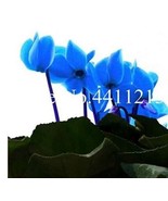 100 Pcs Cyclamen Flower Seed Flower Flores Plant Pot Natural Growth Cycl... - $29.88