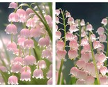 Pink lily of the valley 100 seeds International Shipping - £36.03 GBP