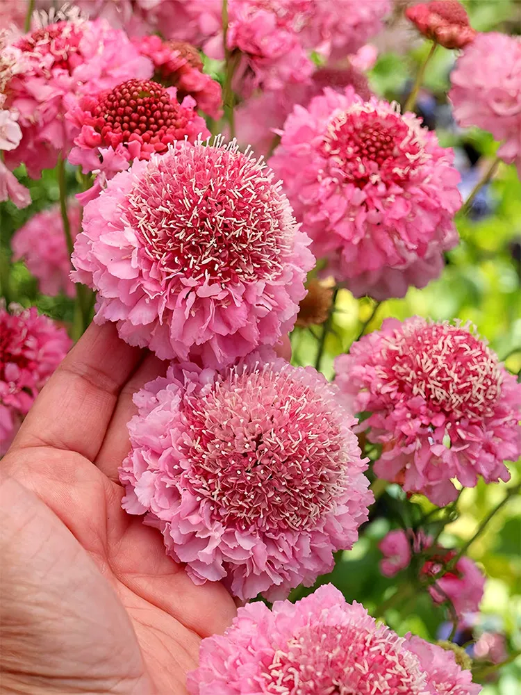 Scabiosa Atropurpurea &#39;Salmon Pink&#39; 50 seeds - $5.41 CAD