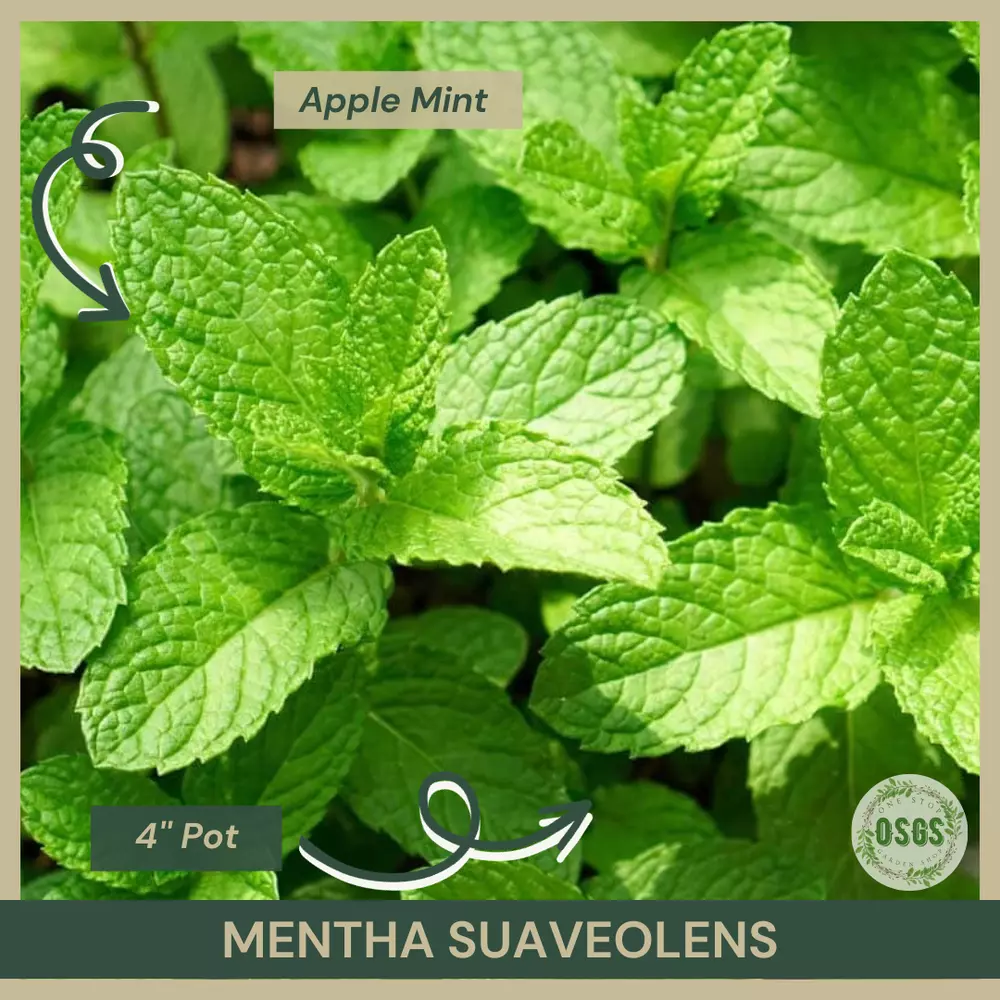 4&#39;&#39; Pot Mentha suaveolens Apple Mint Plant Herbal Tea - £21.82 GBP