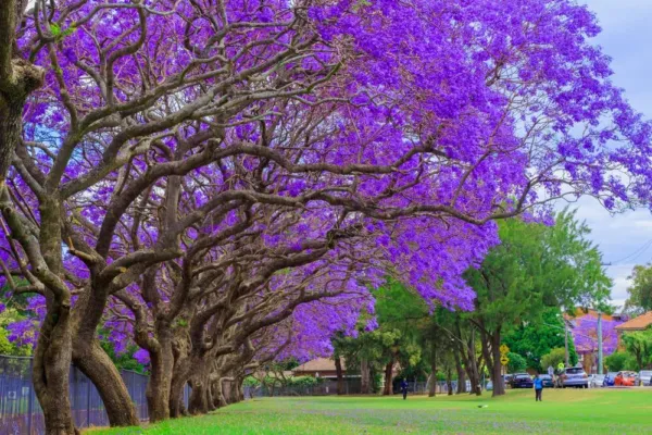 Fresh Blue Jacaranda Tree Seeds - 25 Seeds - Exotic Purple Blooming Tree Garden - £16.93 GBP