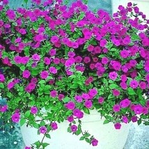 2000 Shanin Wild Petunia Seeds Annual Wildflower Summer Patio Container Window B - $13.25