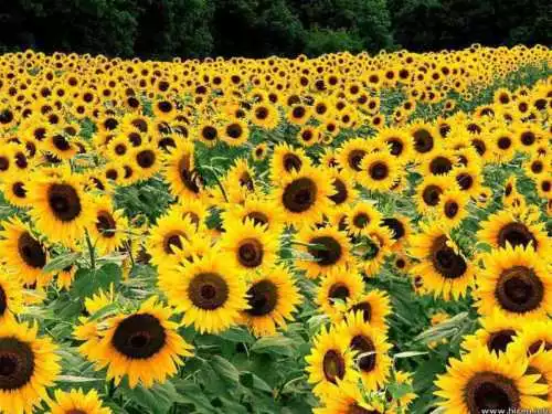 SEPTH 100 Dwarf Sunflower Seeds, Dwarf Sunspot, Heirloom Sunflower Seeds, Non-Gm - $6.38