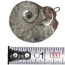 Fossil Ammonite 1.25-1.5&quot;, 13 gram, looped for wearing on necklace - $4.99