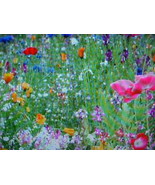 500 SEEDS PER PACK. KISS-OF-MY-LOVE WILDFLOWER SEEDS. 47 VARIETY MIX BUY... - £3.13 GBP