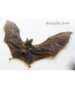 Real Roundleaf Bat Hipposideros Larvatus Taxidermy Museum Quality Framed... - €111,52 EUR