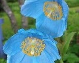 Blue Himalayan Poppy Tibetan Meconopsis Betonicifolia Flower 10 Seeds - $6.58