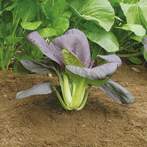 Simple Pack 500 seed Vegetable Oriental Pak Choi Purple Rain F1 - £6.19 GBP