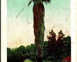Tallest and Oldest Palm in the World Santa Barbara CA UDB Postcard 1905 - $3.91