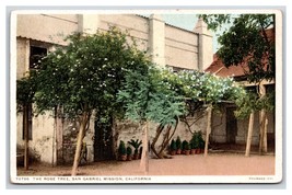 Rose Tree San Gabriel Archangel Mission CA Detroit Publishing UNP  Postcard S24 - £2.37 GBP