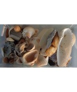 Vintage Collectible Lot of Seashells – Acorns – Decorative Colorful Rock... - $36.66 CAD