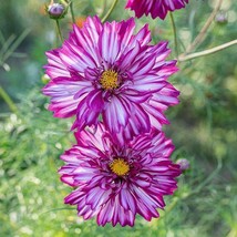 25 Cosmos Seeds Cosmos Double Click Violet Bicolor Cut Flowers Seed Packets Gard - £10.55 GBP