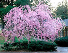 Pink Beautiful Oriental Cherry Sakura Tree, 20 seeds  - £9.67 GBP