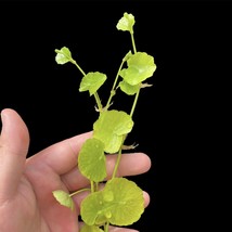 Aquarium Plants Hydrocotyle Leucocephala Brazilian Pennywort - £20.35 GBP