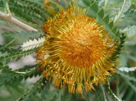 5 seeds Dryandra-leaved Banksia (Banksia dryandroides) - $7.45