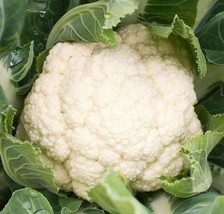 US Seller Cauliflower Seeds 300+ Self Blanche Vegetable Garden Cool Weather - £6.46 GBP