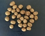2022 Non Gmo Jicama Mexican Yam Bean Usa Organic 20 Seeds - $11.99