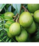 JUNE PLUM , JOBO (Spondias mombin) tropical fruit live tree 10”-24” - $65.00