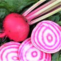 Chioggia Beet Candy Cane Striped Pink Bullseye Beets Vegetable Fresh Gardening U - £7.65 GBP