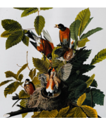 1979 American Robin Color Plate Print Audubon Birds Of America Vintage A... - $40.83 CAD