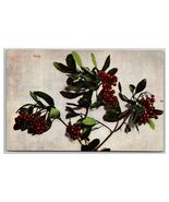 Holly and Berries Branch UNP DB Postcard Z5 - $53.56 MXN