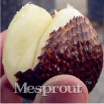 20 Seeds Salak Seed World Snakeskin Fruit Seeds Like Ginseng Fruit Very Beautifu - $7.11