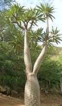 Pachypodium Lamerei Ramosum Madagascar Palm Caudex Bonsai Thorns Seed 5 Seeds Us - £14.49 GBP