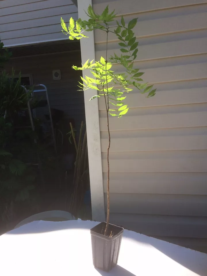 Blue Moon Wisteria Live Plant (2–3 ft) – Blue Vine for Trellis Garden Ac... - $35.75
