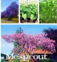 Paulownia Elongata Seed Forest Seed Seed Fast Growing Seed Plant Seed Ga... - $10.87