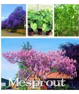 Paulownia Elongata Seed Forest Seed Seed Fast Growing Seed Plant Seed Ga... - $202.60 MXN