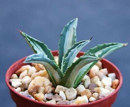 Agave Americana Mediopicta Alba Variegated Plant Aloe 4 Gardening - $70.00