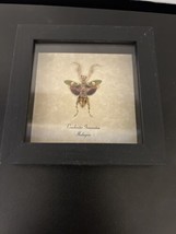 Jewelled Flower Mantis Shadow Box Frame Display Case Insect - £32.14 GBP