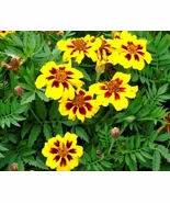 Semilir 75 French Marigold Dainty Marietta Dwarf Fresh Vegetable Suppliers - $13.91 CAD