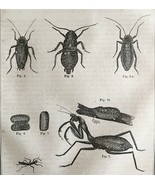 Praying Mantis Roaches Earwigs 1863 Victorian Farming Agriculture Insect... - $68.59 CAD