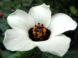 Shipped From Us 20 Simply Love Hibiscus Trionum Flower Of The Hour Seed , LC03 - £16.78 GBP