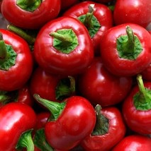 10 Red Cherry Hot Pepper Seeds Pimenta Non-Gmo Heirloom Organic USA Seller Garde - $4.96